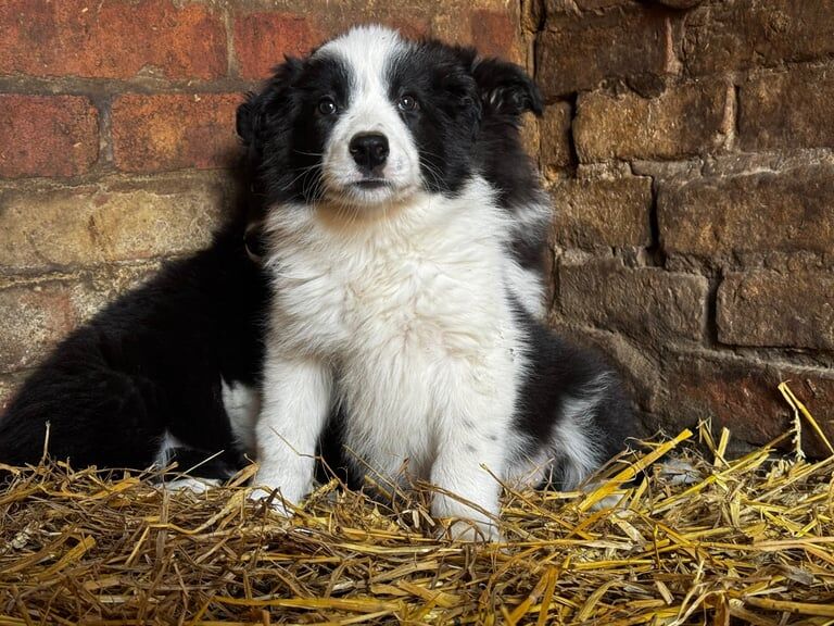 Border collie puppies for sale in Wellingborough, Northamptonshire | Image 3