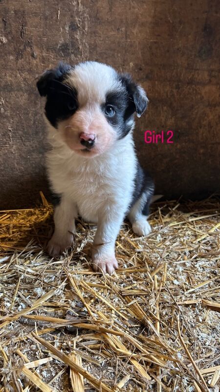 Border Collie Puppies for sale in Montgomery, Powys