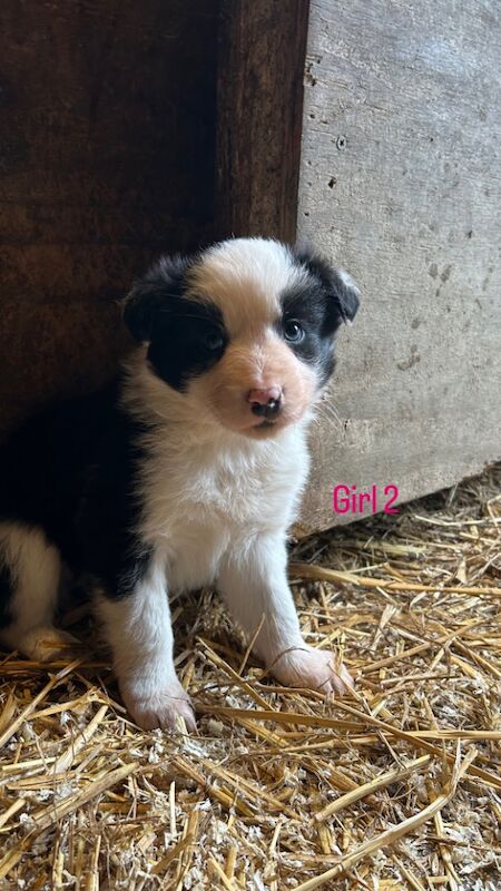 Border Collie Puppies for sale in Montgomery, Powys | Image 2
