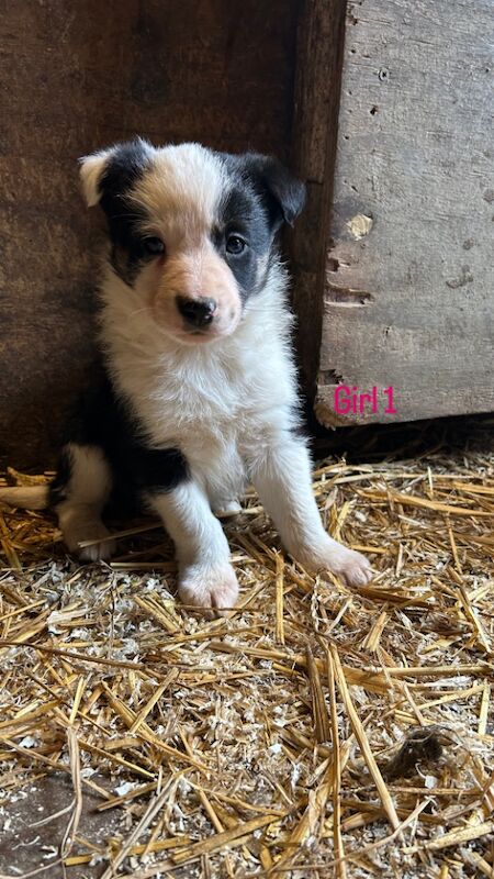 Border Collie Puppies for sale in Montgomery, Powys | Image 3