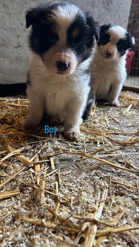 Border Collie Puppies for sale in Montgomery, Powys | Image 4