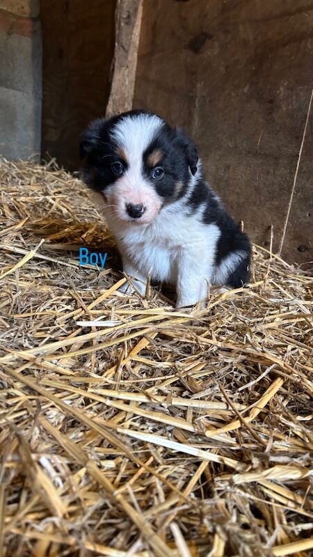 Border Collie puppies for sale in Montgomery, Powys – 9 months old - Image 5 of 9