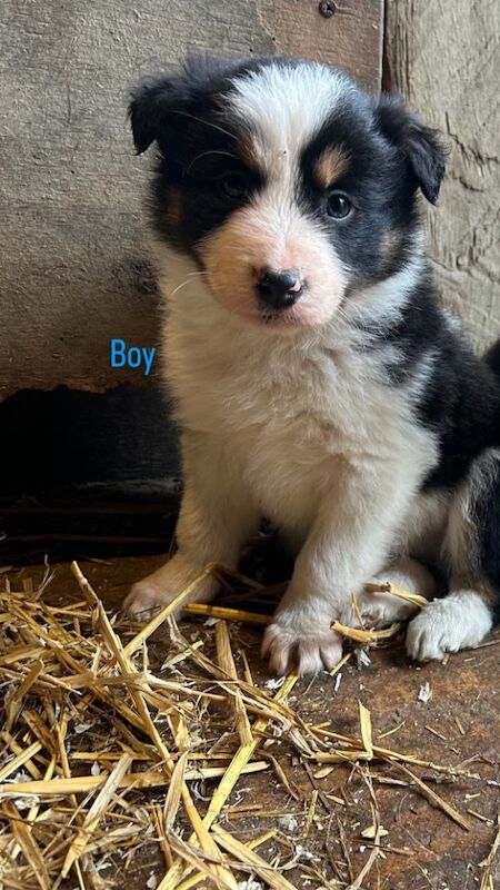 Border Collie puppies for sale in Montgomery, Powys – 9 months old - Image 6 of 9