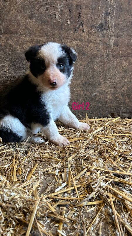 Border Collie puppies for sale in Montgomery, Powys – 9 months old - Image 7 of 9