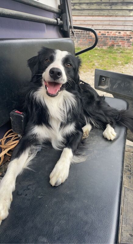 Border Collie puppies for sale in Montgomery, Powys – 9 months old - Image 8 of 9
