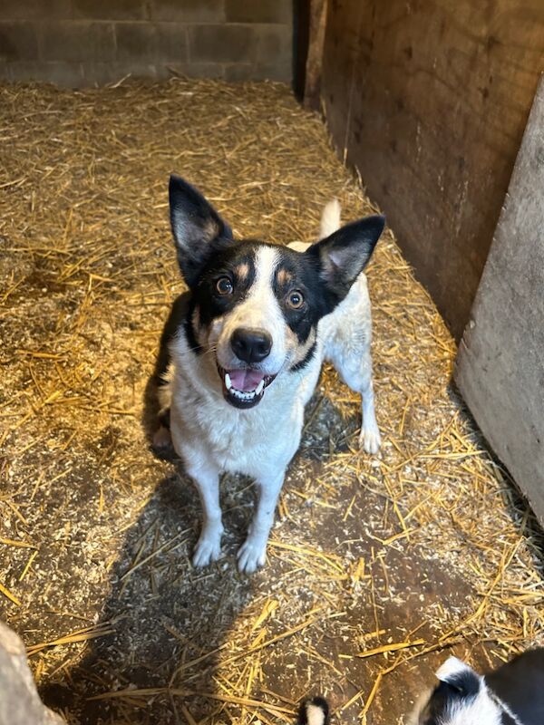Border Collie puppies for sale in Montgomery, Powys – 9 months old - Image 9 of 9