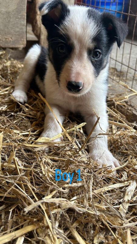 Border Collie puppies for sale in Montgomery / Trefaldwyn, Powys – 6 weeks old