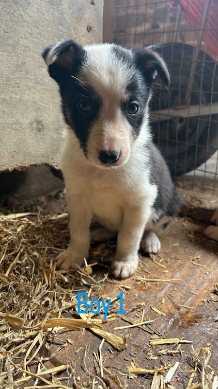 Border Collie puppies for sale in Montgomery / Trefaldwyn, Powys – 6 weeks old - Image 2 of 15