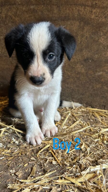 Border Collie puppies for sale in Montgomery / Trefaldwyn, Powys – 6 weeks old - Image 3 of 15