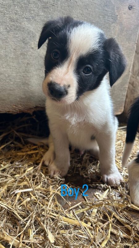 Border Collie puppies for sale in Montgomery / Trefaldwyn, Powys – 6 weeks old - Image 4 of 15