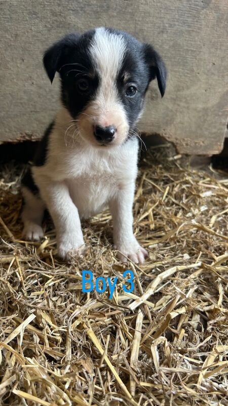 Border Collie puppies for sale in Montgomery / Trefaldwyn, Powys – 6 weeks old - Image 5 of 15