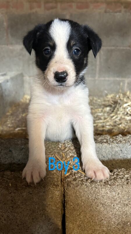 Border Collie puppies for sale in Montgomery / Trefaldwyn, Powys – 6 weeks old - Image 6 of 15
