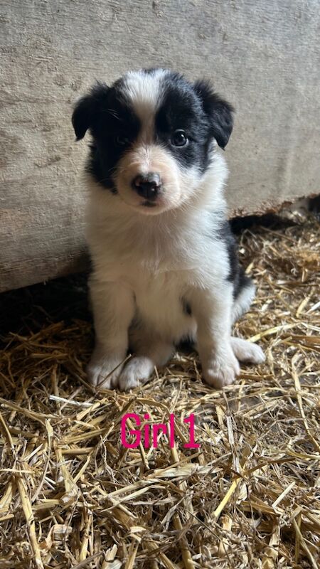 Border Collie puppies for sale in Montgomery / Trefaldwyn, Powys – 6 weeks old - Image 7 of 15