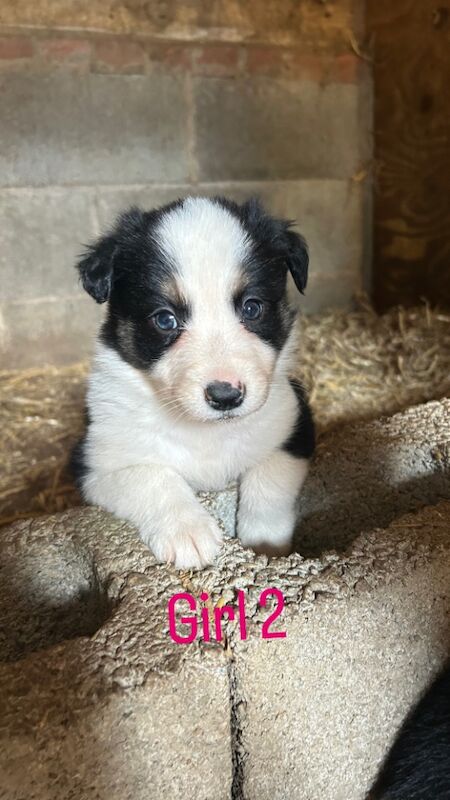Border Collie puppies for sale in Montgomery / Trefaldwyn, Powys – 6 weeks old - Image 8 of 15