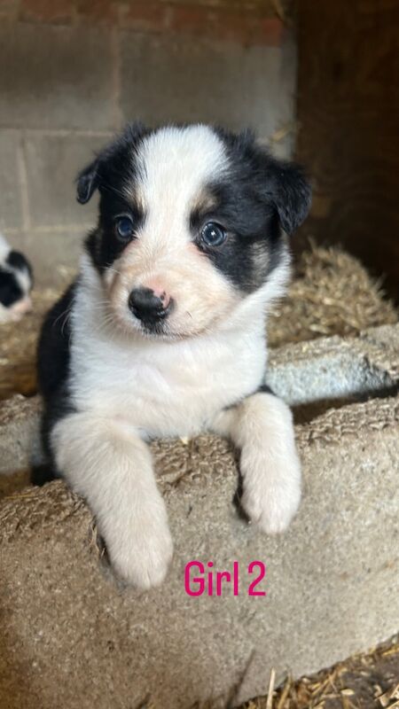 Border Collie puppies for sale in Montgomery / Trefaldwyn, Powys – 6 weeks old - Image 9 of 15