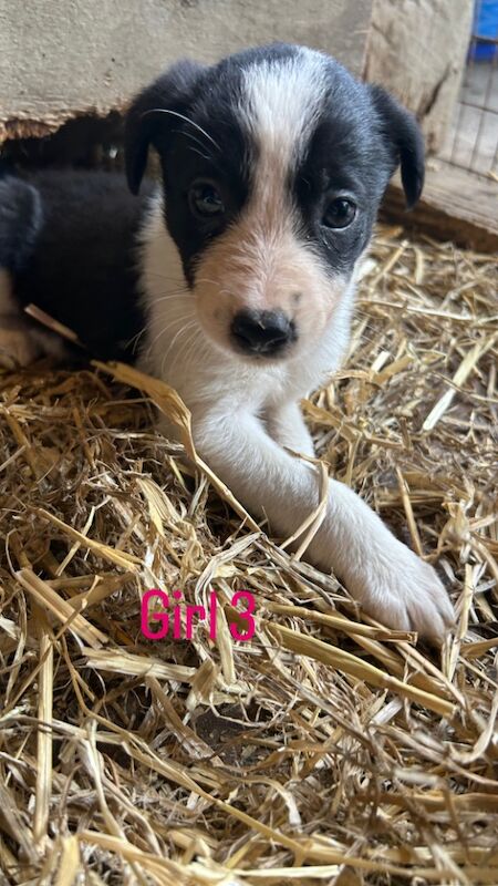 Border Collie puppies for sale in Montgomery / Trefaldwyn, Powys – 6 weeks old - Image 10 of 15