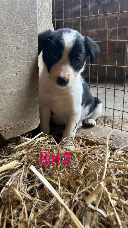 Border Collie puppies for sale in Montgomery / Trefaldwyn, Powys – 6 weeks old - Image 11 of 15