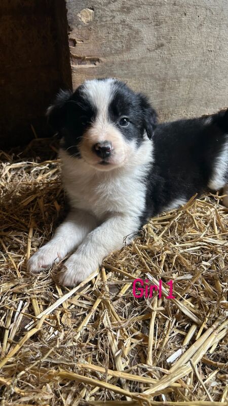 Border Collie puppies for sale in Montgomery / Trefaldwyn, Powys – 6 weeks old - Image 12 of 15
