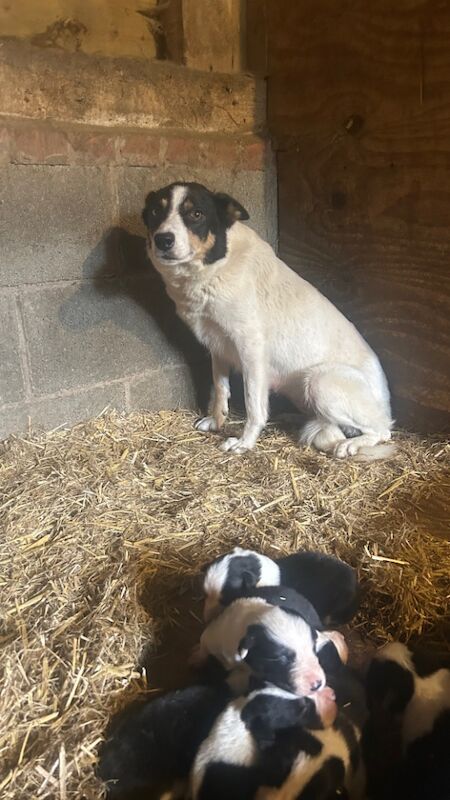 Border Collie puppies for sale in Montgomery / Trefaldwyn, Powys – 6 weeks old - Image 13 of 15