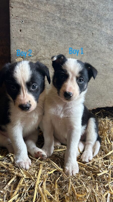 Border Collie puppies for sale in Montgomery / Trefaldwyn, Powys – 6 weeks old - Image 14 of 15
