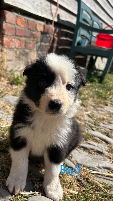 Border Collie puppies for sale in Montgomery / Trefaldwyn, Powys – 5 weeks old - Image 2 of 14