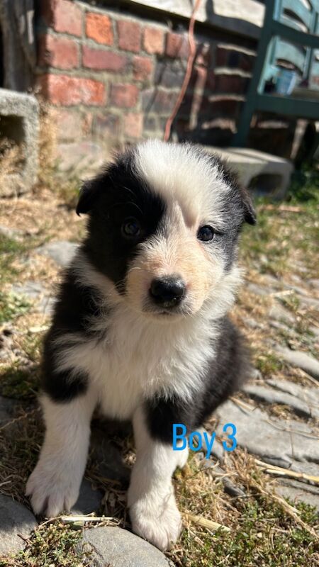 Border Collie puppies for sale in Montgomery / Trefaldwyn, Powys – 5 weeks old - Image 3 of 14
