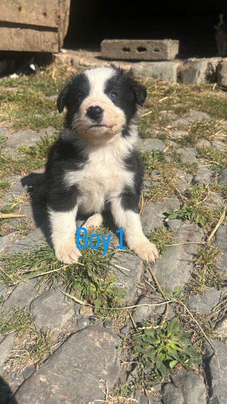 Border Collie puppies for sale in Montgomery / Trefaldwyn, Powys – 5 weeks old - Image 4 of 14
