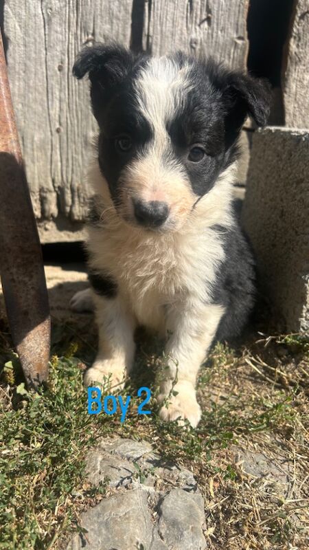 Border Collie puppies for sale in Montgomery / Trefaldwyn, Powys – 5 weeks old - Image 6 of 14