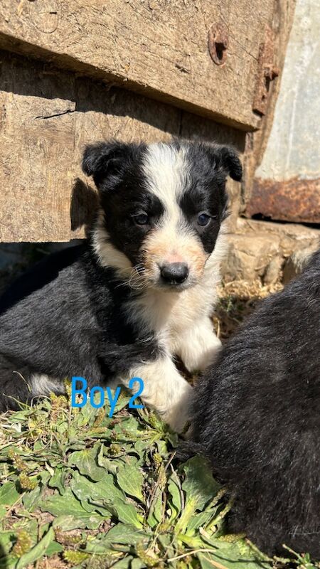 Border Collie puppies for sale in Montgomery / Trefaldwyn, Powys – 5 weeks old - Image 7 of 14