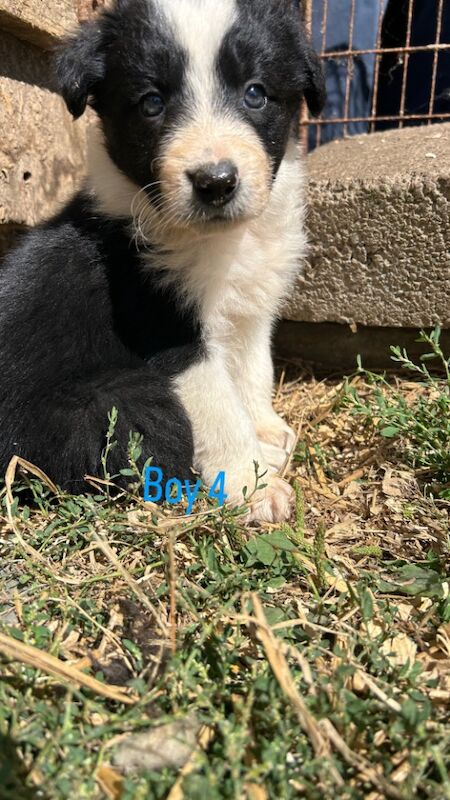 Border Collie puppies for sale in Montgomery / Trefaldwyn, Powys – 5 weeks old - Image 8 of 14
