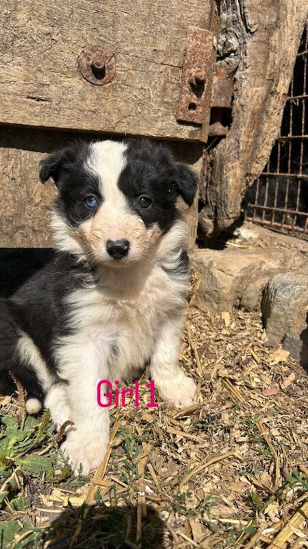 Border Collie puppies for sale in Montgomery / Trefaldwyn, Powys – 5 weeks old - Image 9 of 14