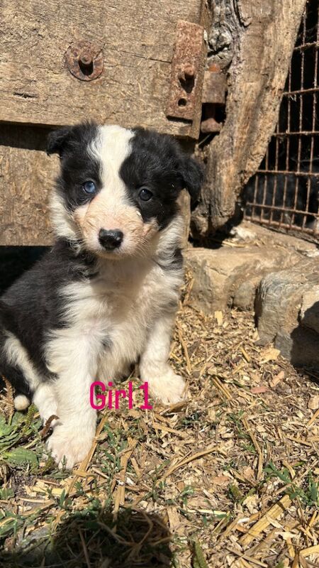Border Collie puppies for sale in Montgomery / Trefaldwyn, Powys – 5 weeks old - Image 10 of 14