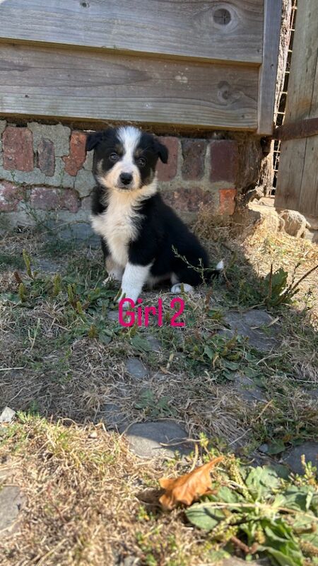 Border Collie puppies for sale in Montgomery / Trefaldwyn, Powys – 5 weeks old - Image 11 of 14