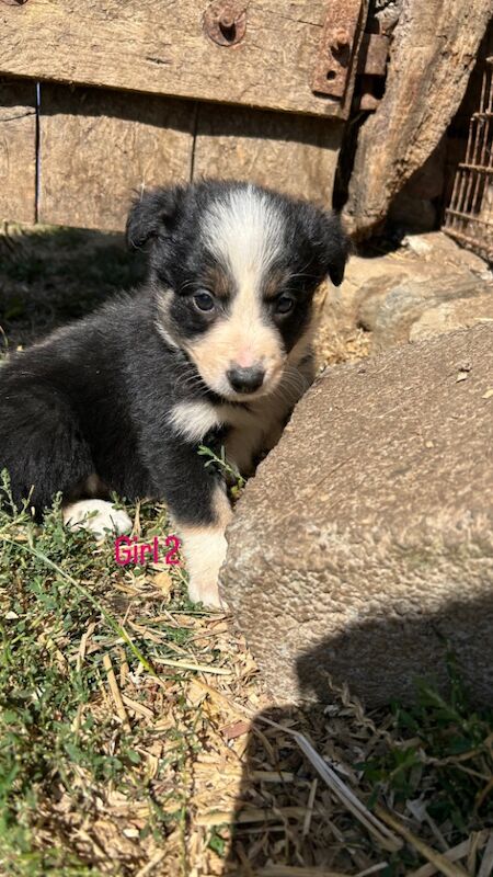Border Collie puppies for sale in Montgomery / Trefaldwyn, Powys – 5 weeks old - Image 12 of 14