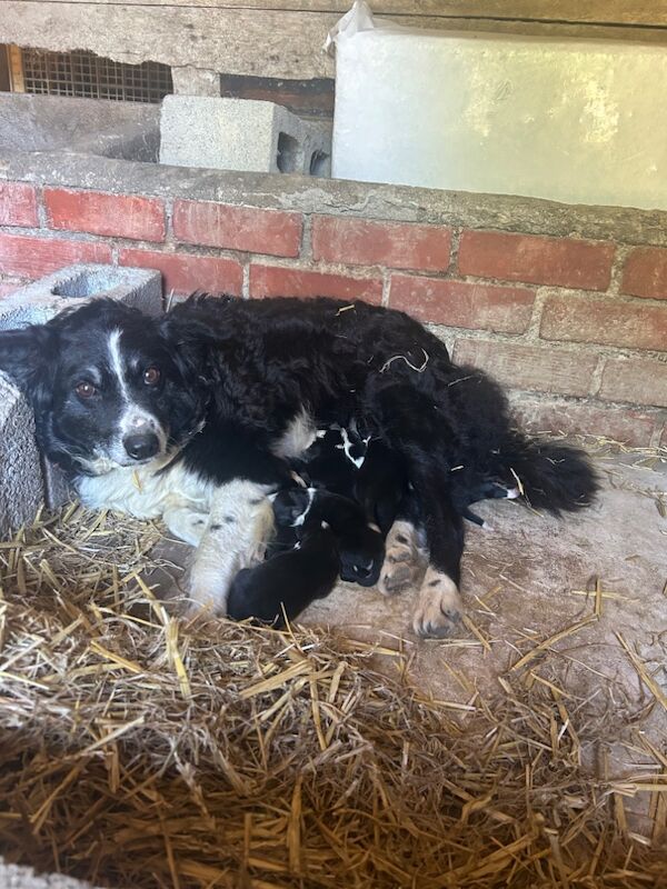 Border Collie puppies for sale in Montgomery / Trefaldwyn, Powys – 5 weeks old - Image 13 of 14