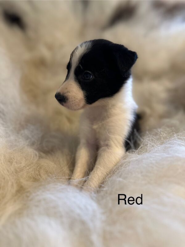 Border Collie puppies for sale in Carmarthen / Caerfyrddin, Dyfed – 7 weeks old
