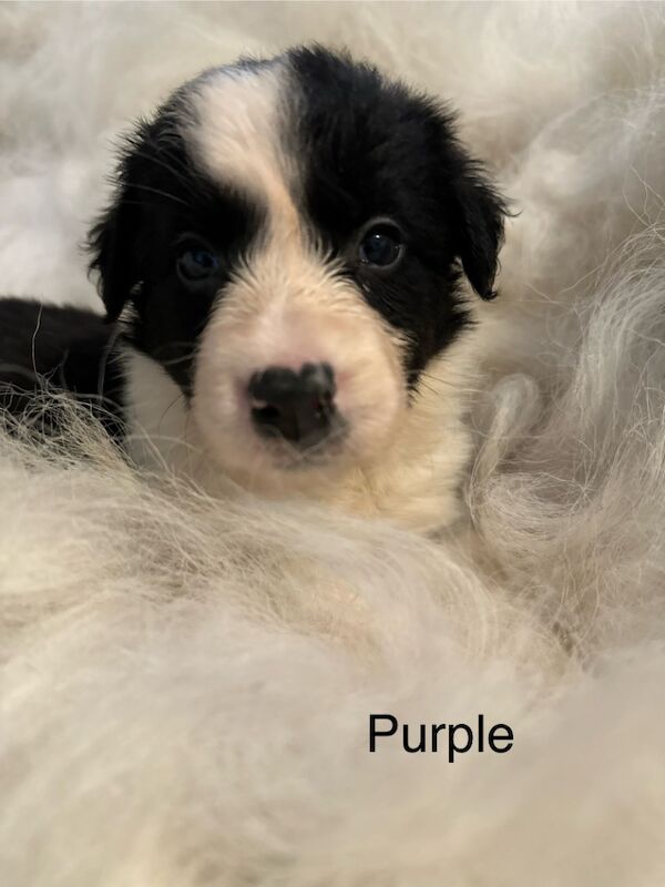 Border Collie puppies for sale in Carmarthen / Caerfyrddin, Dyfed – 7 weeks old - Image 3 of 15
