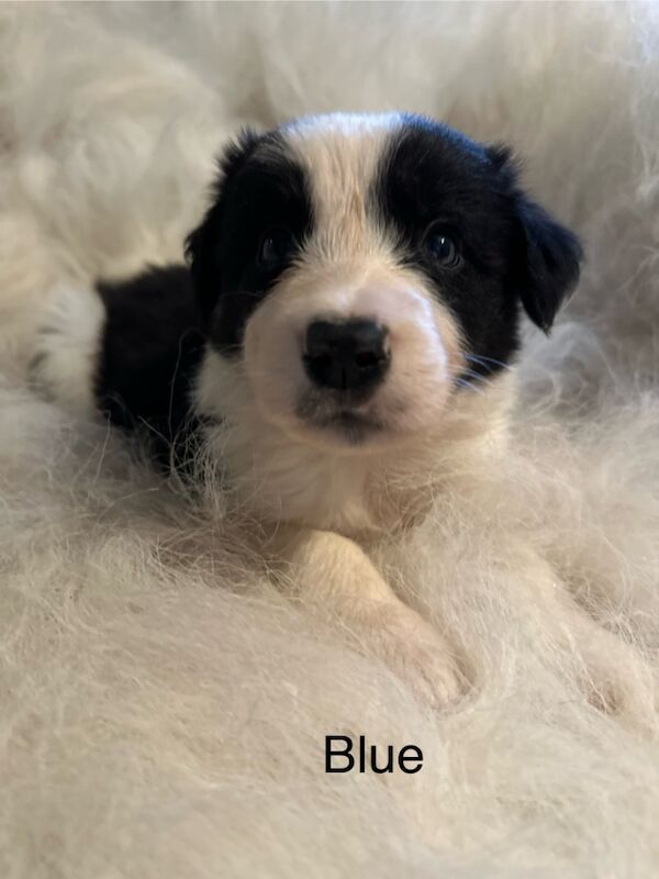 Border Collie puppies for sale in Carmarthen / Caerfyrddin, Dyfed – 7 weeks old - Image 4 of 15