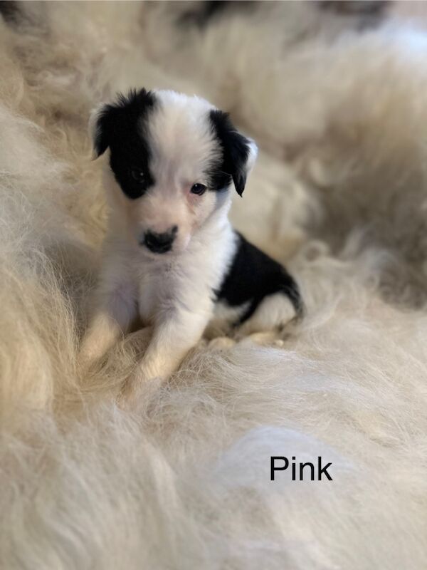 Border Collie puppies for sale in Carmarthen / Caerfyrddin, Dyfed – 7 weeks old - Image 5 of 15