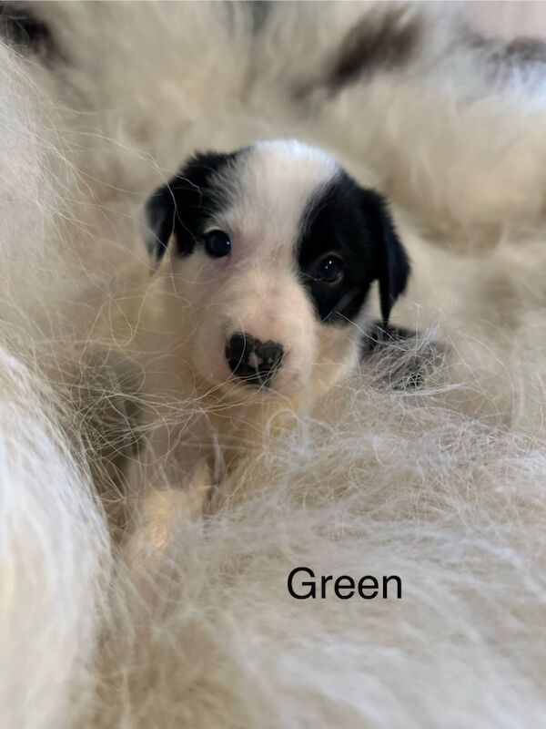 Border Collie puppies for sale in Carmarthen / Caerfyrddin, Dyfed – 7 weeks old - Image 6 of 15