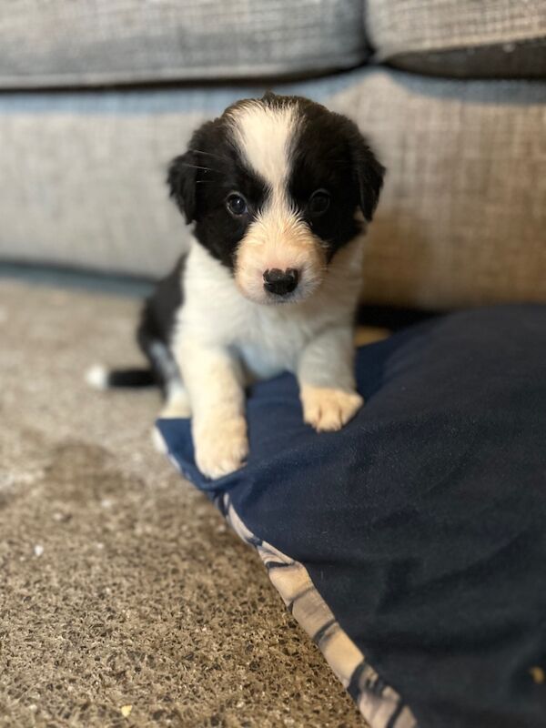 Border Collie puppies for sale in Carmarthen / Caerfyrddin, Dyfed – 7 weeks old - Image 7 of 15