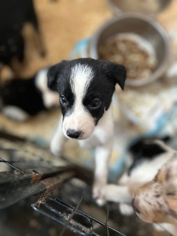 Border Collie puppies for sale in Carmarthen / Caerfyrddin, Dyfed – 7 weeks old - Image 8 of 15