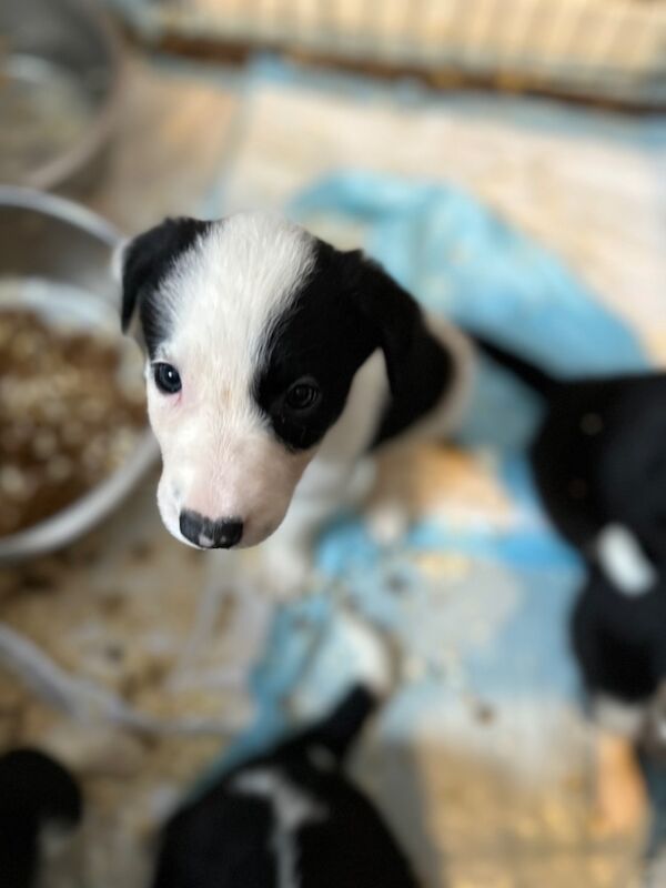 Border Collie puppies for sale in Carmarthen / Caerfyrddin, Dyfed – 7 weeks old - Image 9 of 15