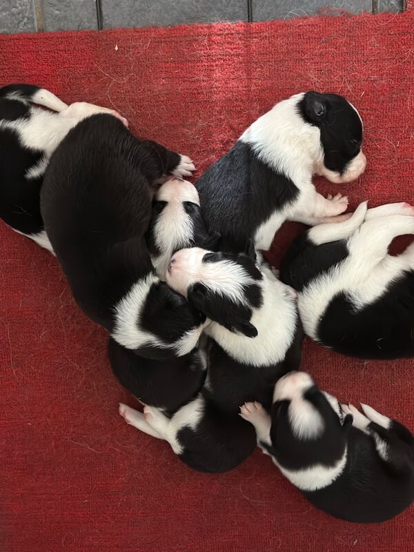 Border Collie puppies for sale in Carmarthen / Caerfyrddin, Dyfed – 7 weeks old - Image 10 of 15