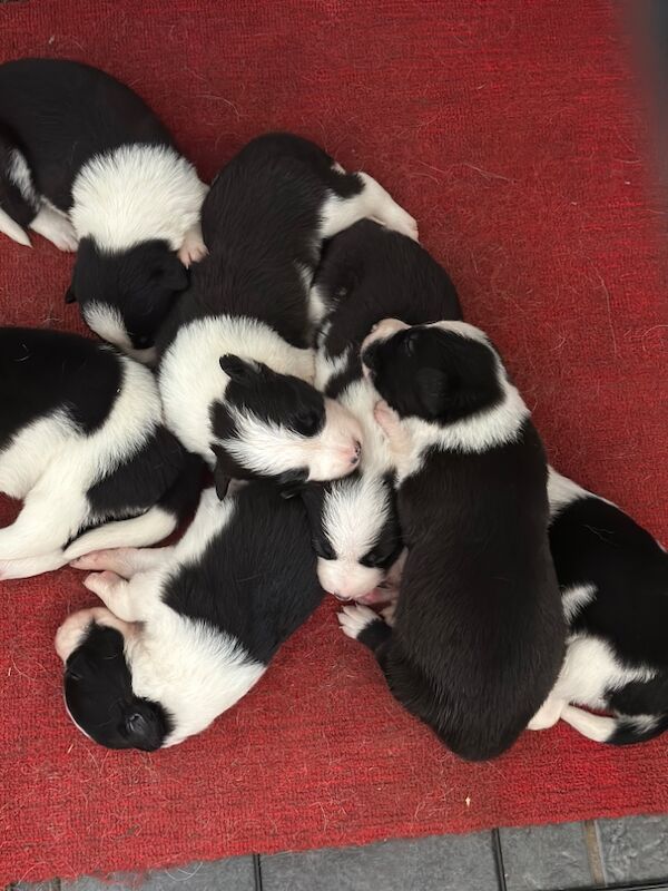 Border Collie puppies for sale in Carmarthen / Caerfyrddin, Dyfed – 7 weeks old - Image 11 of 15