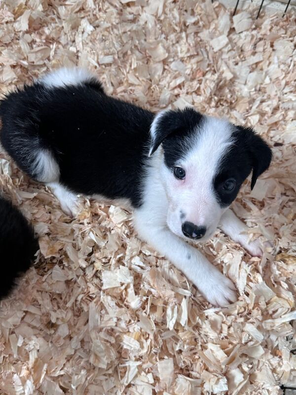 Border Collie puppies for sale in Carmarthen / Caerfyrddin, Dyfed – 7 weeks old - Image 12 of 15