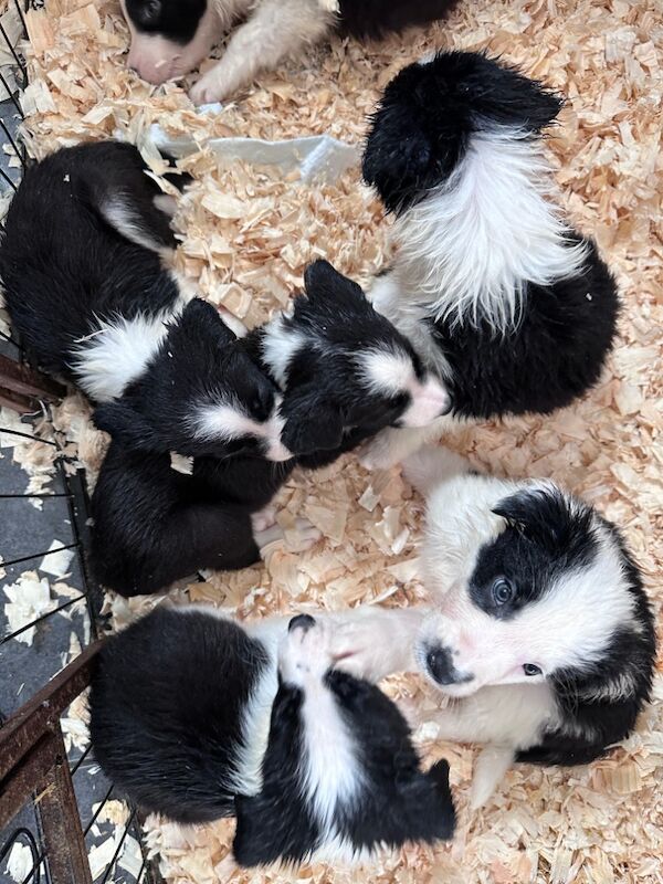 Border Collie puppies for sale in Carmarthen / Caerfyrddin, Dyfed – 7 weeks old - Image 13 of 15