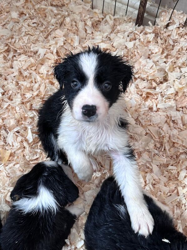 Border Collie puppies for sale in Carmarthen / Caerfyrddin, Dyfed – 7 weeks old - Image 14 of 15
