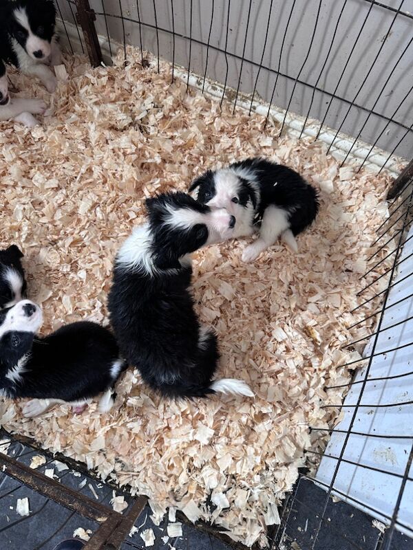 Border Collie puppies for sale in Carmarthen / Caerfyrddin, Dyfed – 7 weeks old - Image 15 of 15