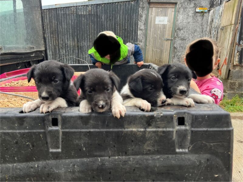 Border Collie puppies for sale in Ivybridge, Devon – 4 weeks old